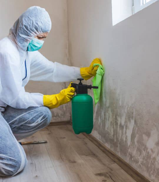 Professional Mold Cleaning & Mold Remediation
